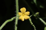 Cucumis metuliferus