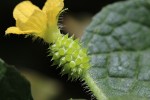 Cucumis metuliferus