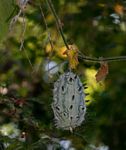 Cucumis metuliferus