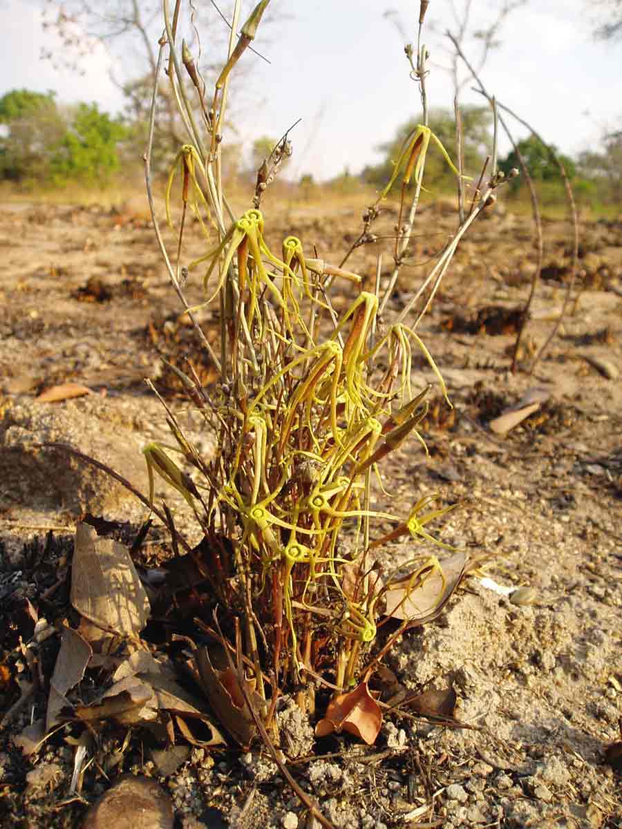 Trochomeria macrocarpa subsp. macrocarpa