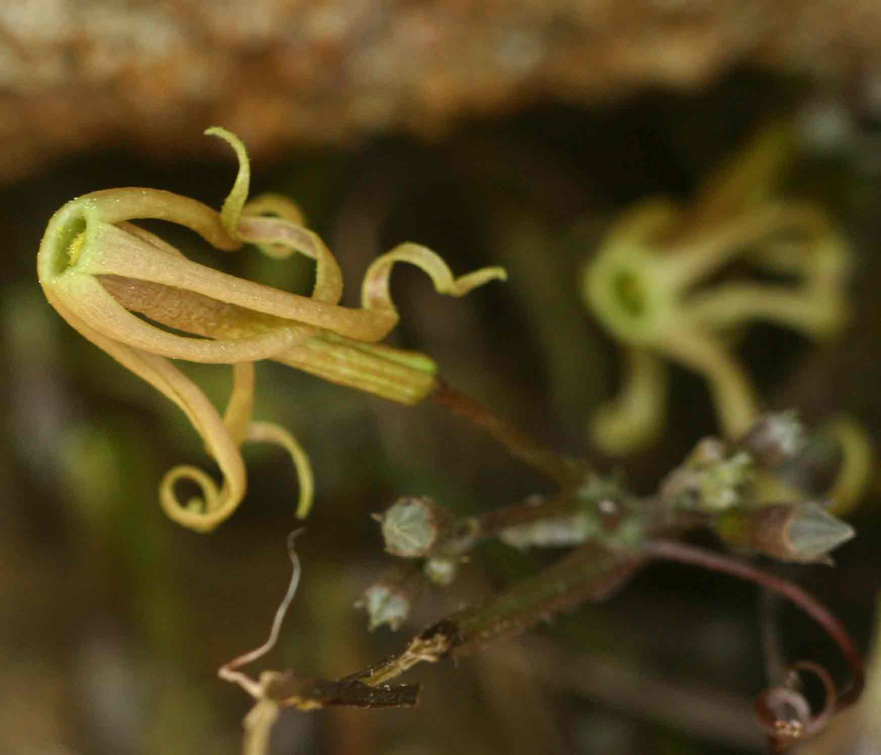 Trochomeria macrocarpa subsp. macrocarpa