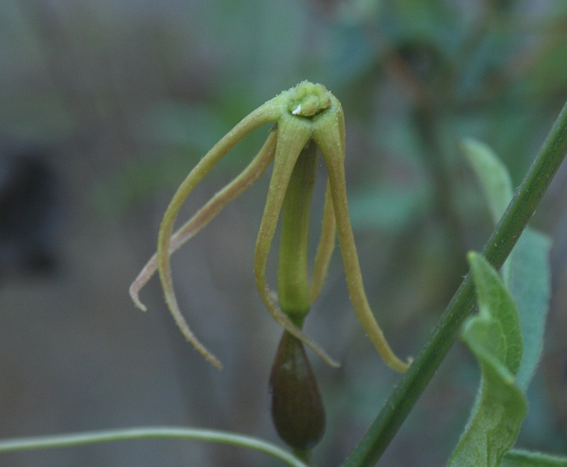 Trochomeria macrocarpa subsp. macrocarpa