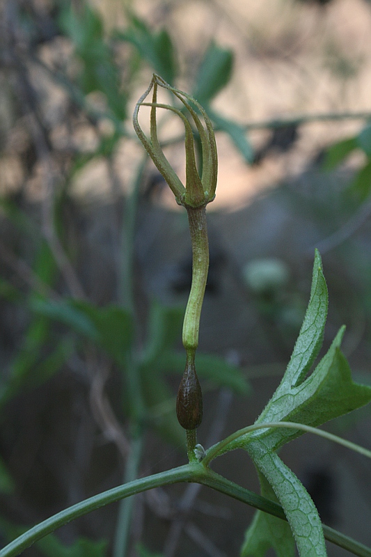 Trochomeria macrocarpa subsp. macrocarpa