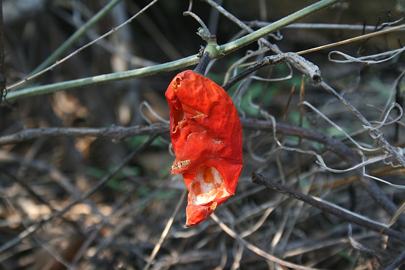 Trochomeria macrocarpa subsp. macrocarpa