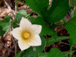 Coccinia adoensis