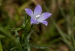 Gunillaea rhodesica