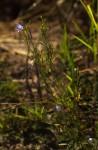 Gunillaea rhodesica