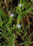 Gunillaea rhodesica