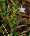 Gunillaea rhodesica