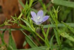 Gunillaea rhodesica