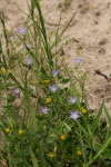 Gunillaea rhodesica