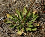 Wahlenbergia androsacea