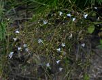 Wahlenbergia banksiana