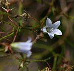 Wahlenbergia banksiana