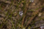 Wahlenbergia banksiana