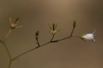 Wahlenbergia banksiana