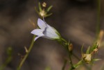 Wahlenbergia banksiana