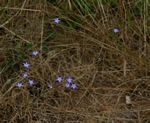 Wahlenbergia denticulata