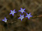 Wahlenbergia denticulata