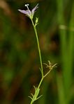 Wahlenbergia denticulata