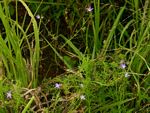 Wahlenbergia denticulata