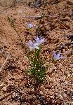 Wahlenbergia denticulata