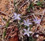 Wahlenbergia denticulata