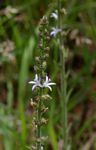 Wahlenbergia napiformis