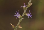 Wahlenbergia napiformis