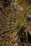 Wahlenbergia napiformis