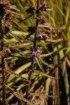 Wahlenbergia napiformis