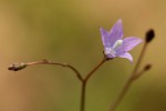 Wahlenbergia undulata