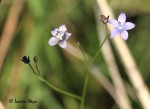 Wahlenbergia undulata