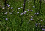 Wahlenbergia undulata