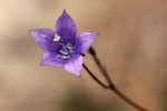 Wahlenbergia undulata