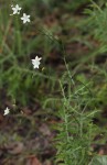 Wahlenbergia undulata