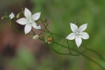 Wahlenbergia undulata