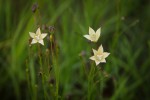 Wahlenbergia undulata