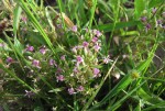 Lobelia sonderiana