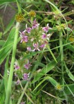 Lobelia sonderiana