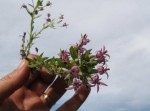 Lobelia sonderiana