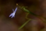 Lobelia erinus