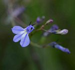 Lobelia erinus