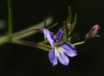 Lobelia erinus