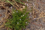 Lobelia erinus