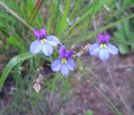 Monopsis decipiens