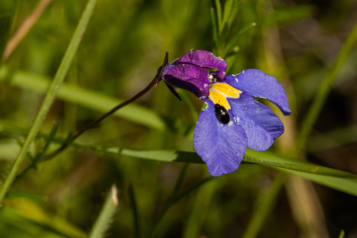 Monopsis decipiens