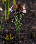 Monopsis decipiens