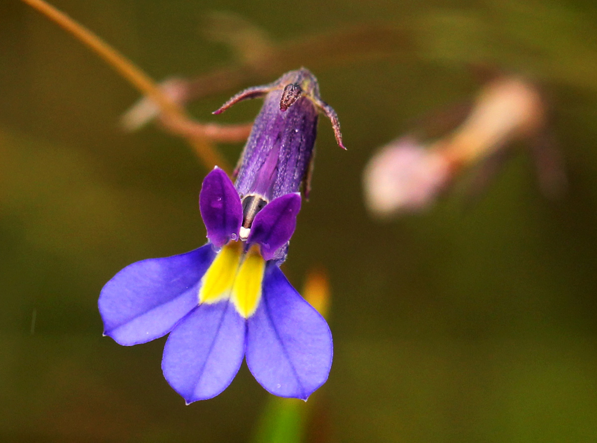 Monopsis decipiens