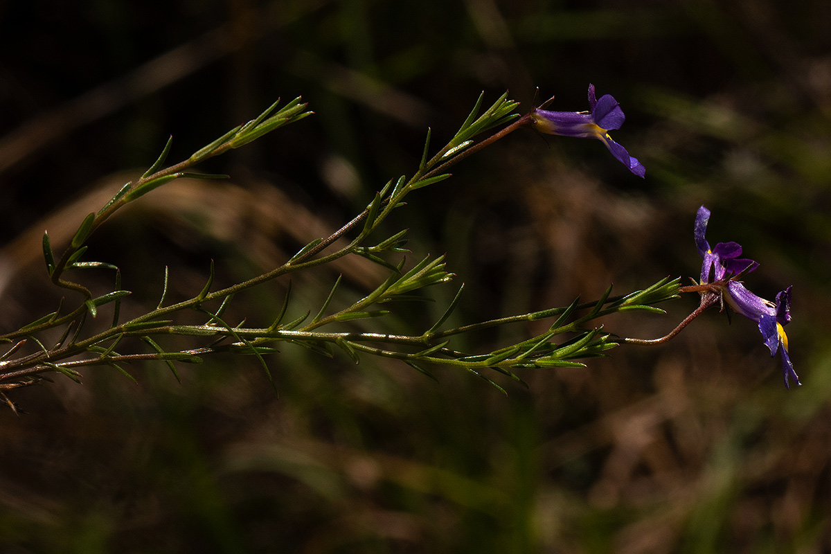 Monopsis decipiens